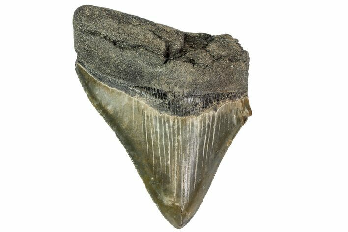Bargain, Fossil Megalodon Tooth - Serrated Blade #163323